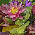 Lilies No. 33