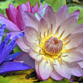 Lilies No. 43