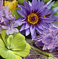 Lilies No. 38